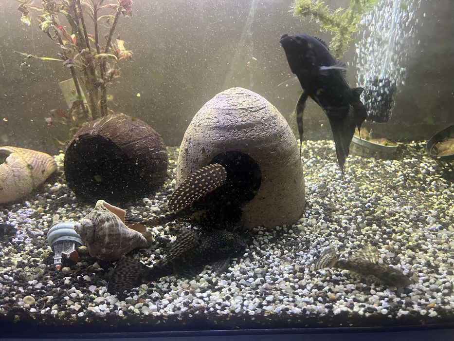 Acvariu 110lt cu peşti