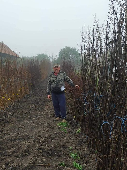De vînzare pomi fructiferi ,viță de vie ,mure ,zmeură,afini,aronia,
