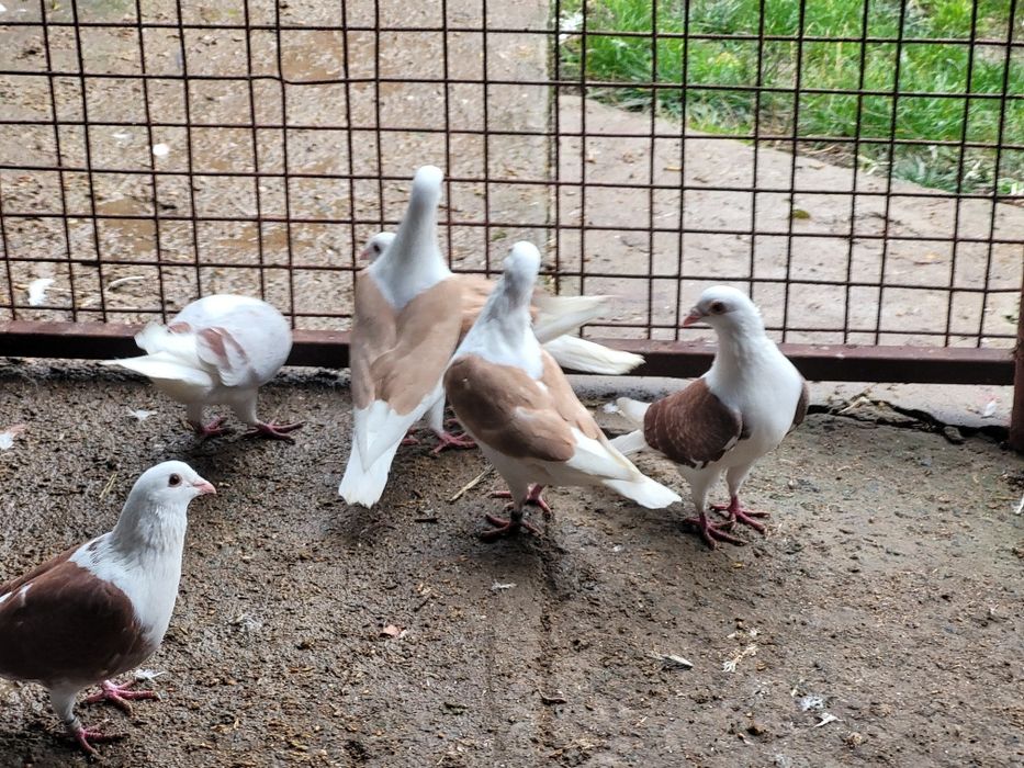 Pauni,fazani,porumbei,rate mandarine