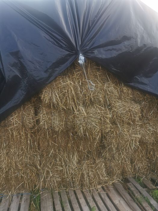 Vând baloti de paie