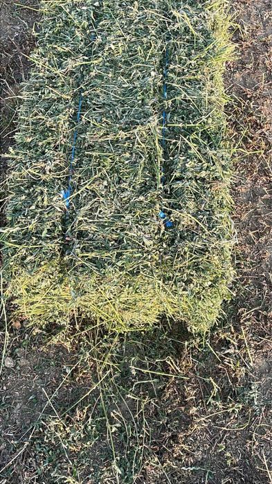 Vând baloti de lucerna Coasa 5