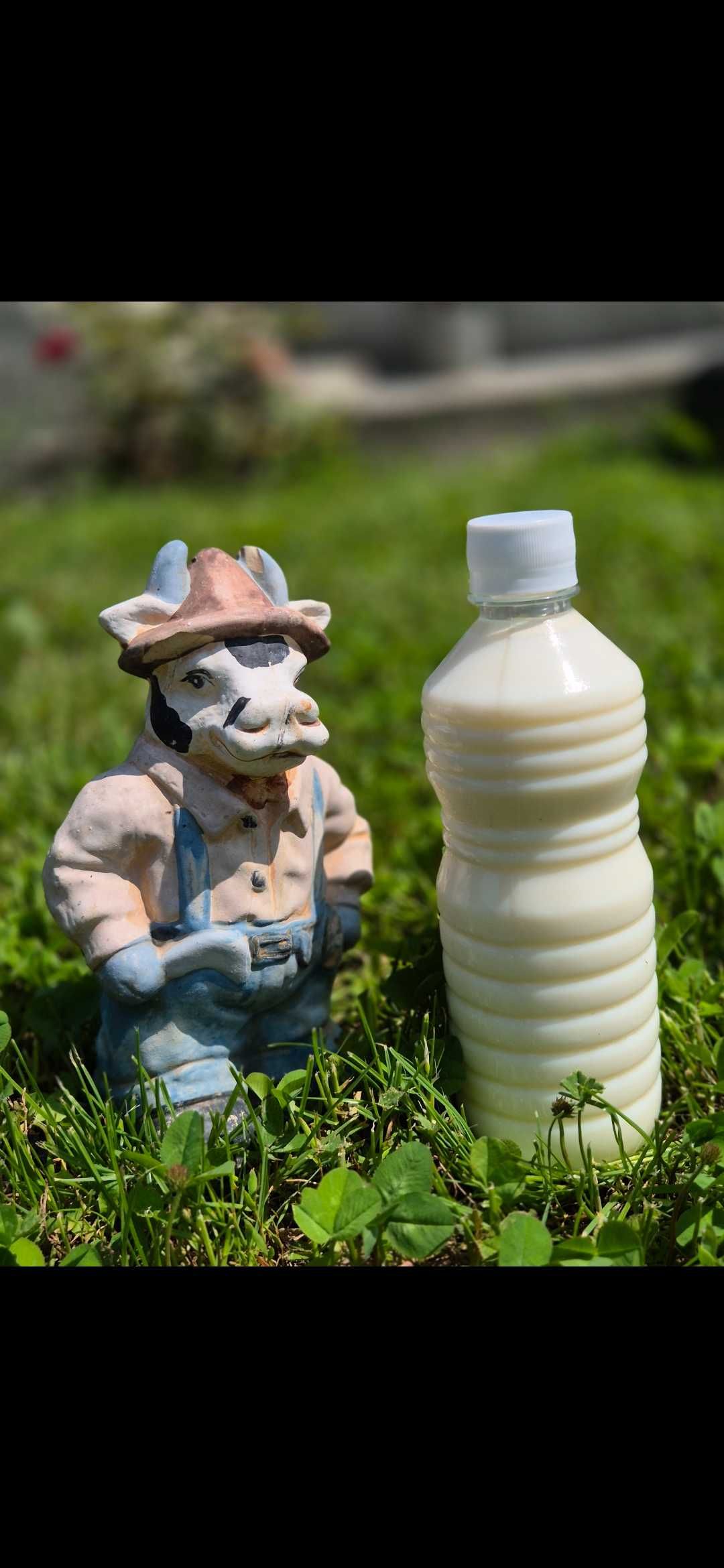 Lapte de magarita