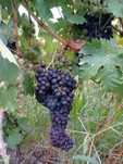 Struguri de vin soiul merlot