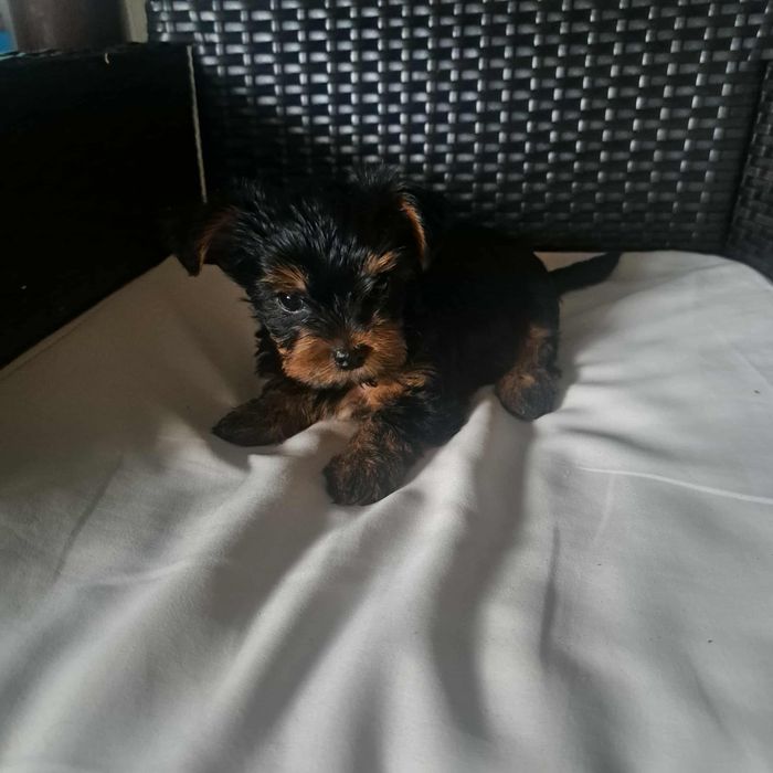 Продавам мъжко йорки