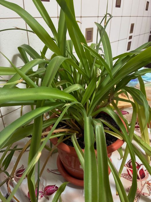 Продам комнатный цветок хлорофитум 2500 большой  в горшке