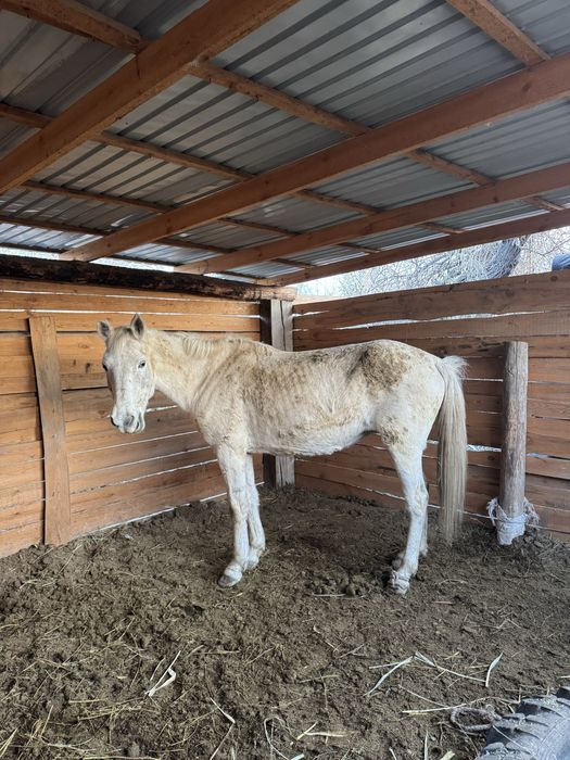 Бие.  сатылады.