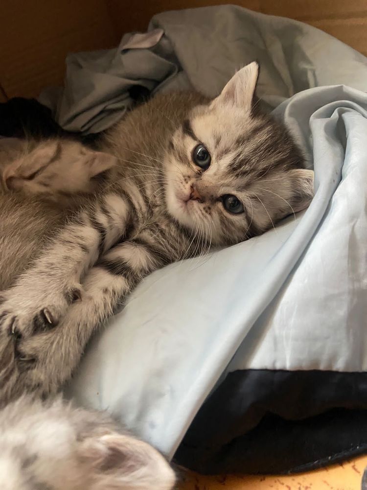 Продаётся чудо котёнок