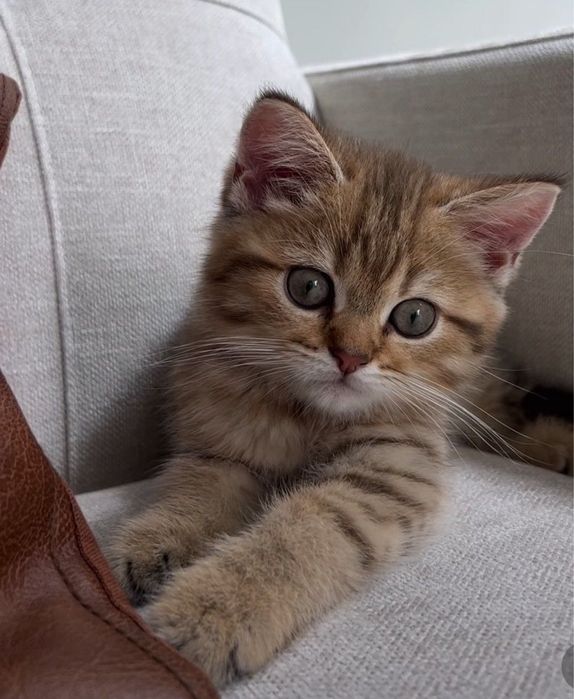 British shorthair femela