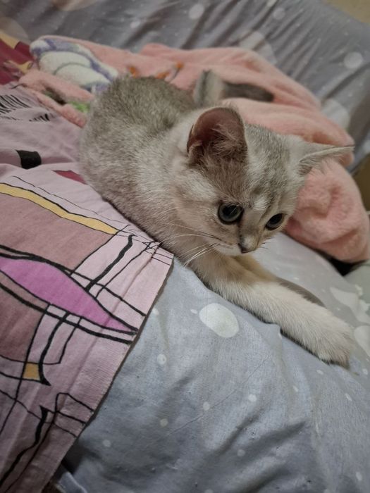Кошка, Британская Шиншила