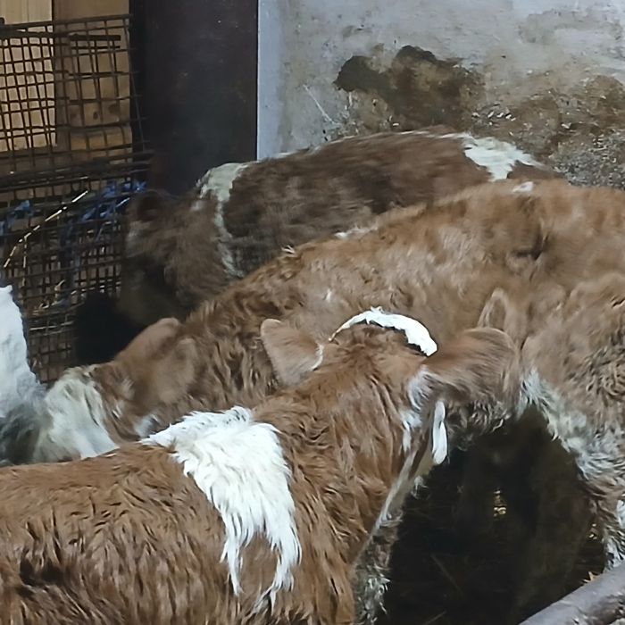 Vitei baltata si belgian