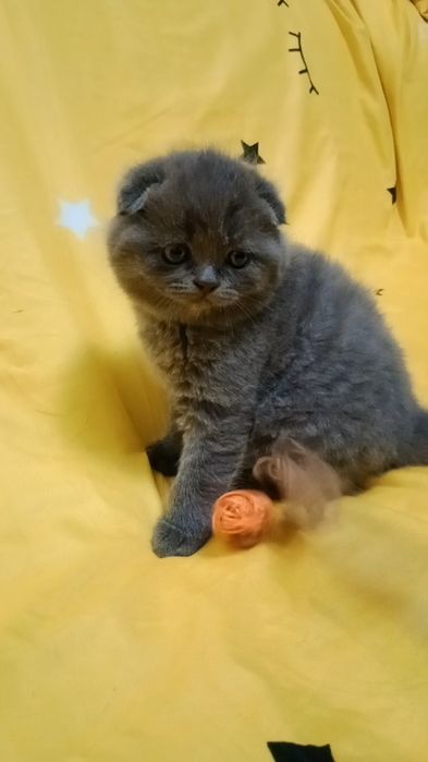 висЛоуХие КотЯта ШотЛанДскиЕ