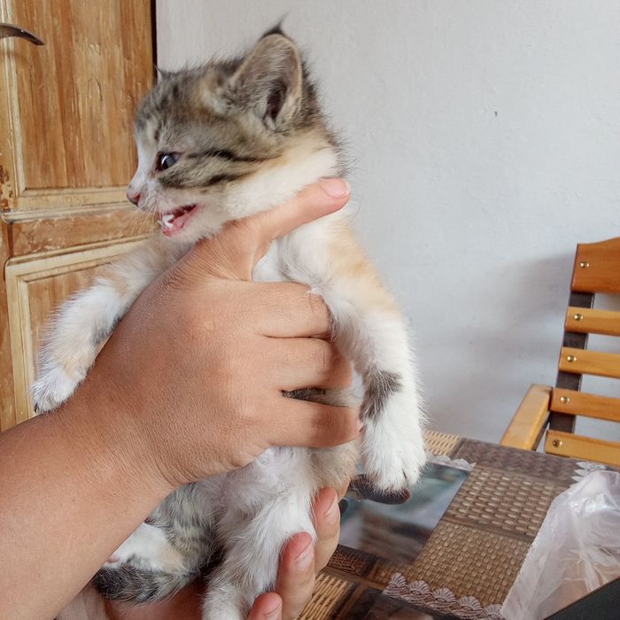 Отдам в хорошие руки