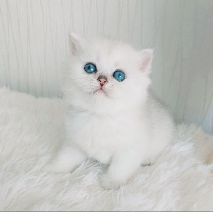 Британская шиншилла