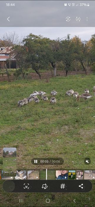 De vânzare gâscani Românești