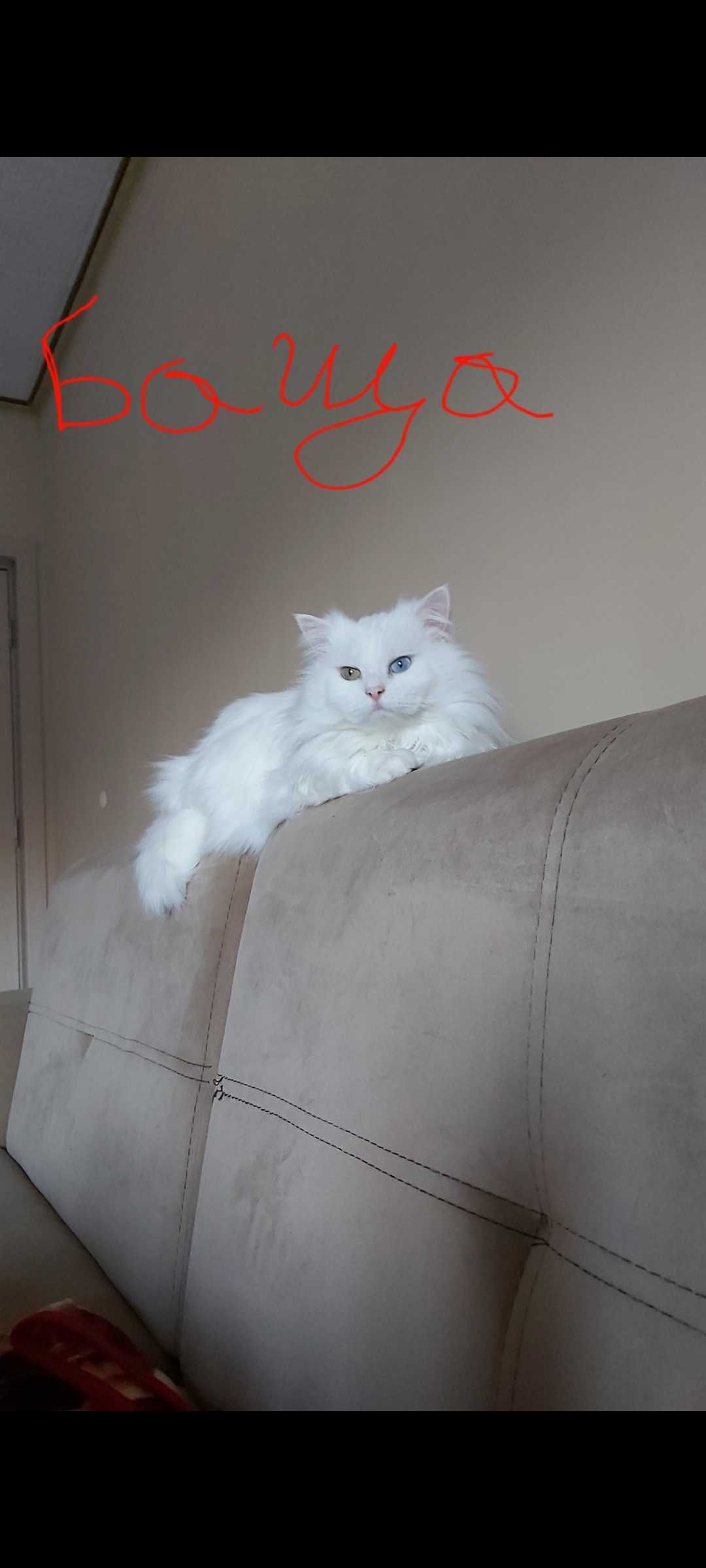 Ангорска котка...