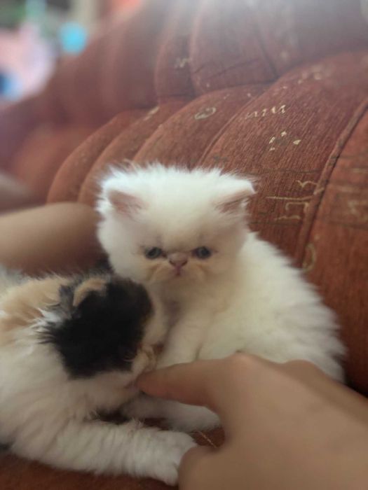 Продават се персийски котенца