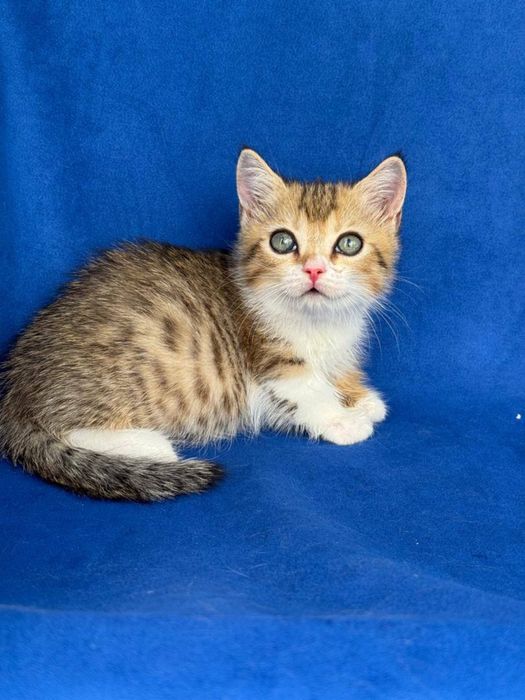 Продаётся котёнок породы манчкин