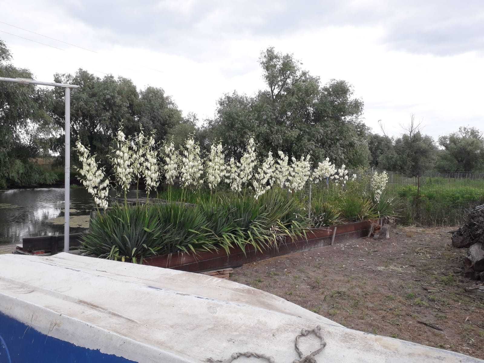 oferta unica 10 yucca de gradina - plante +transport gratuit