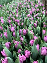 Голландские тюльпаны оптом