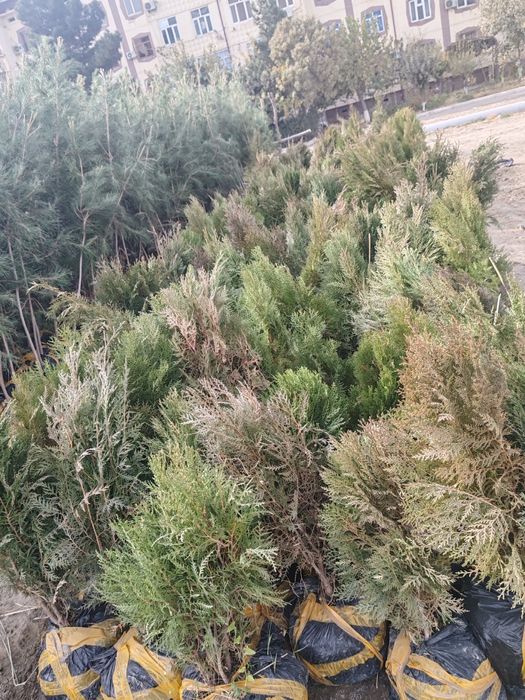 Сасна кучатлари ва турли хилдаги манзарали кучатлар сотувда.