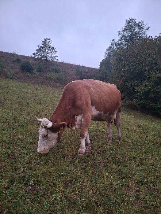 Vaca de vanzare!