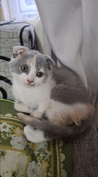 Котёнок, бесплатно, Усть-Таловка