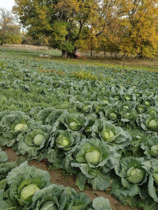 Продавам зеле на едро и дребно