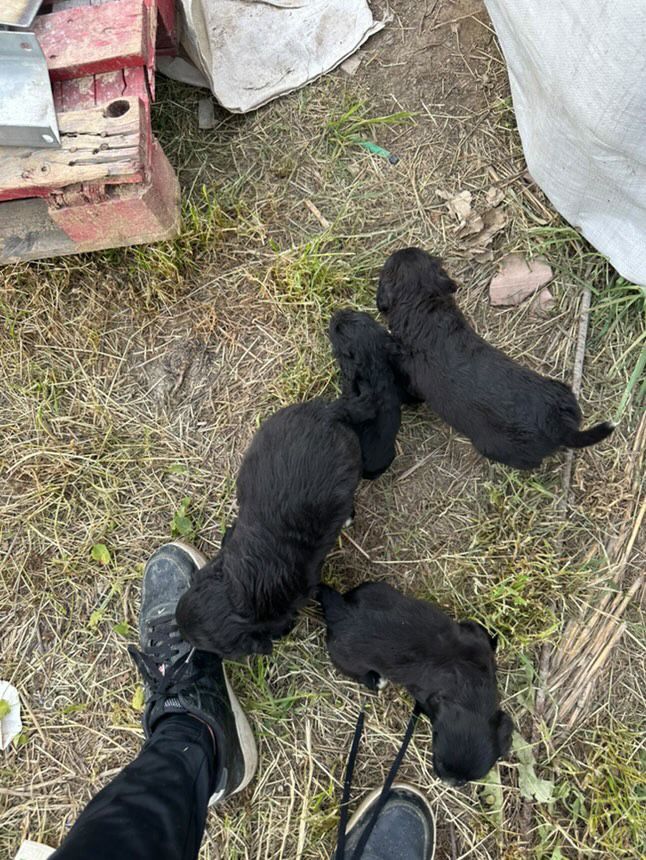 Продавам сладки кученца, Кокер Шпаньол