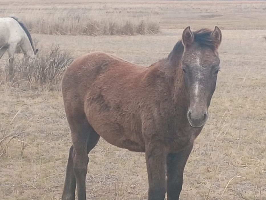 Продам конина доставка есть