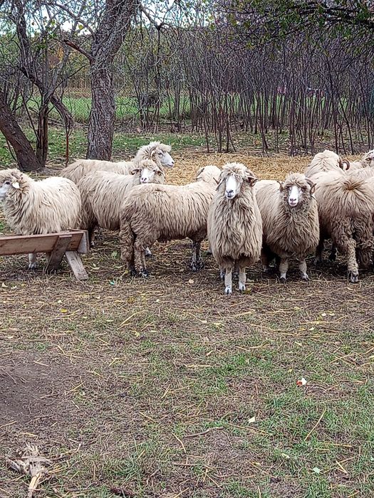 De vânzare 20 oi . Preț 1000 lei bucata
