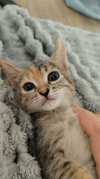 Котята 2 месяца.