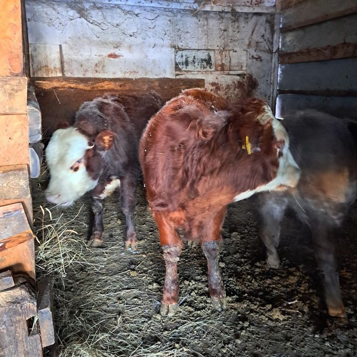 Продам бычок и телочку подсосные крупные породистые