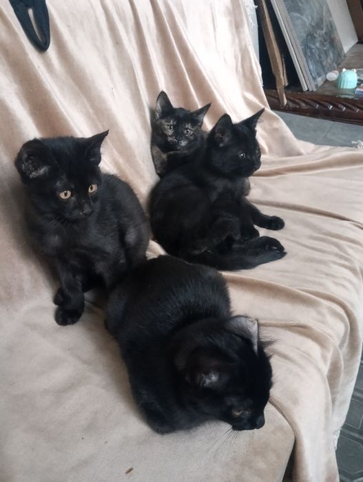 Котята домашние 3 месяца