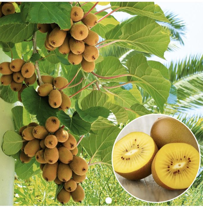 Kiwi galben auriu exotic sun