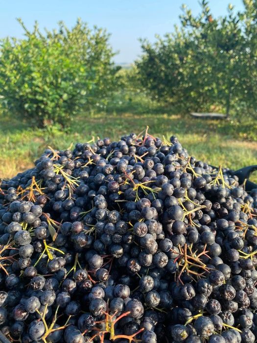 Aronia proaspătă