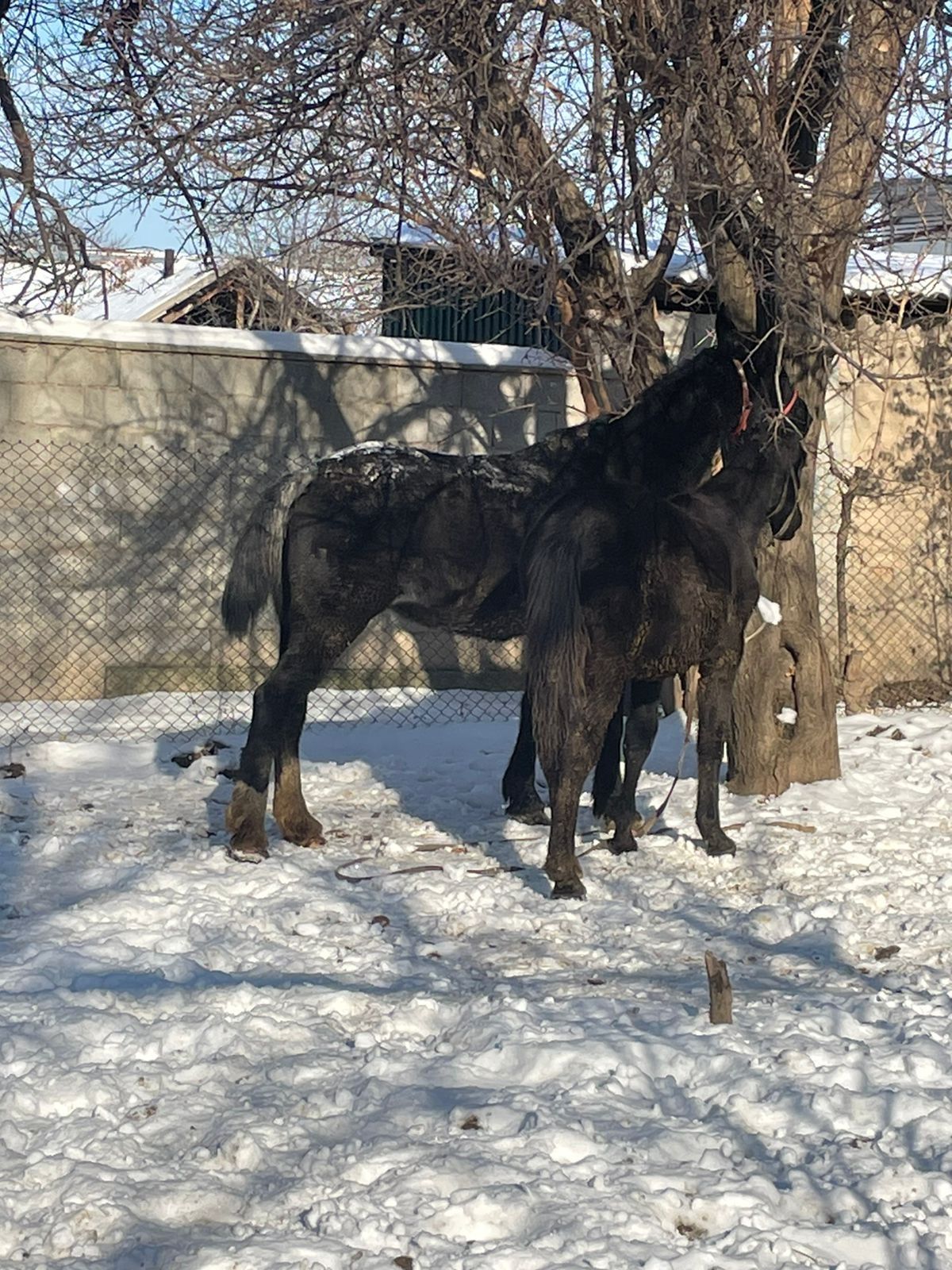 Продаётся кобыла с жеребёнком жерёбая