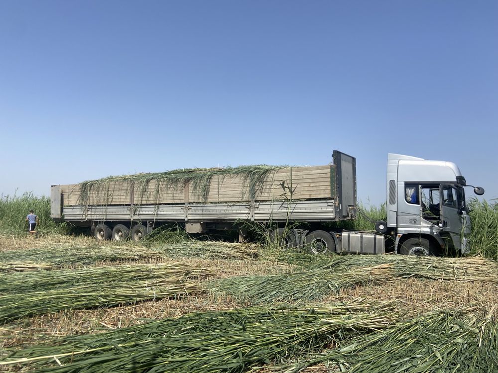 Қамыс бау бар барлық қалаға жеткіземіз