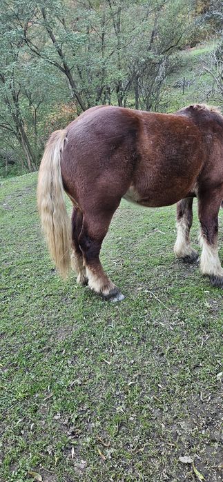 Mânz disponibil 2 ani jumate