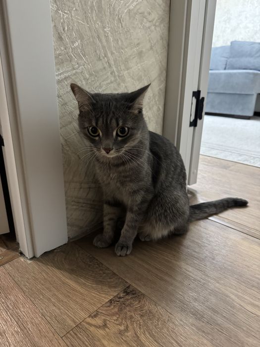 Отдам кота в хооошие руки
