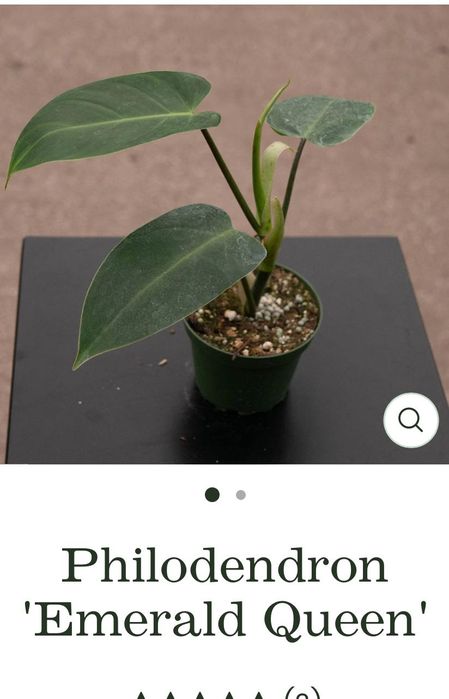 филодендрон изумрудная королева США редкое растение