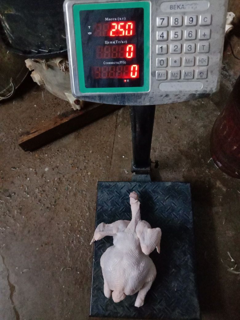 Мясо цыплят бройлера