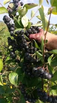 Suc de Aronia 100% natural