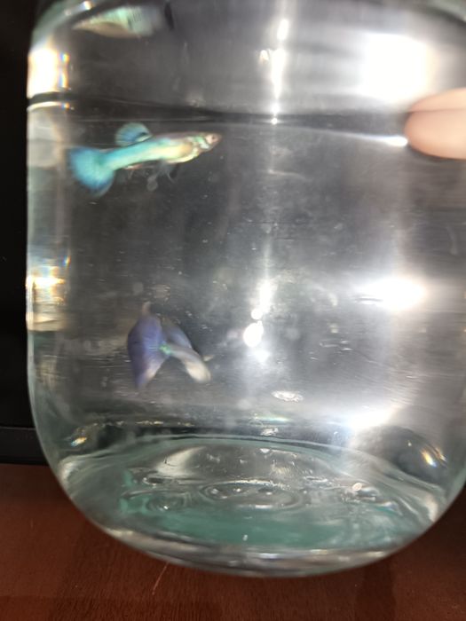 japan blue tail guppy малёки
Narxi kelishiladi optom