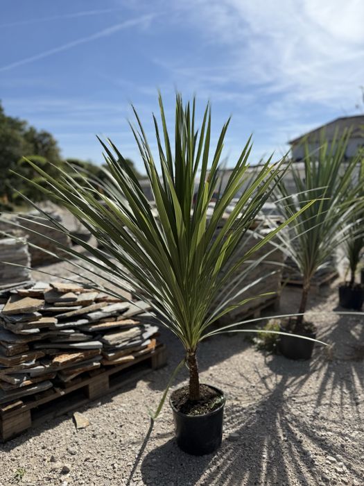 Vând plante ornamentale, calitate extra