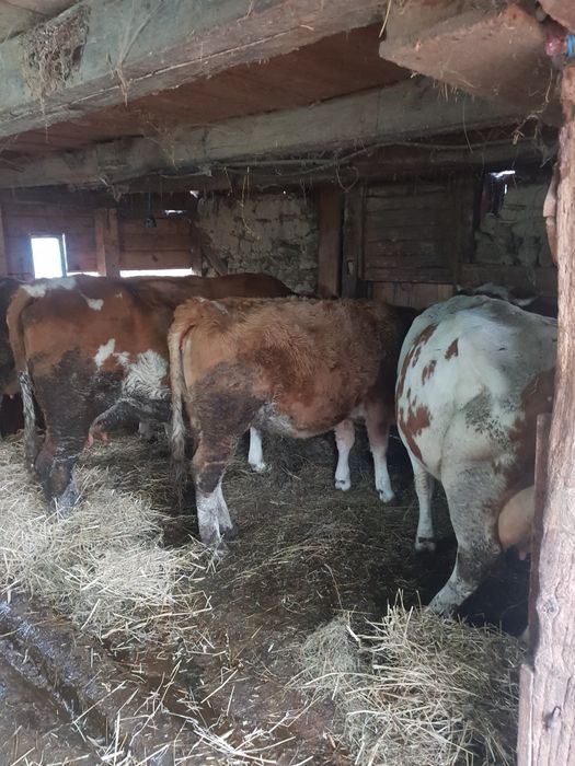 Vaci cu lapte si juninci de vanzare