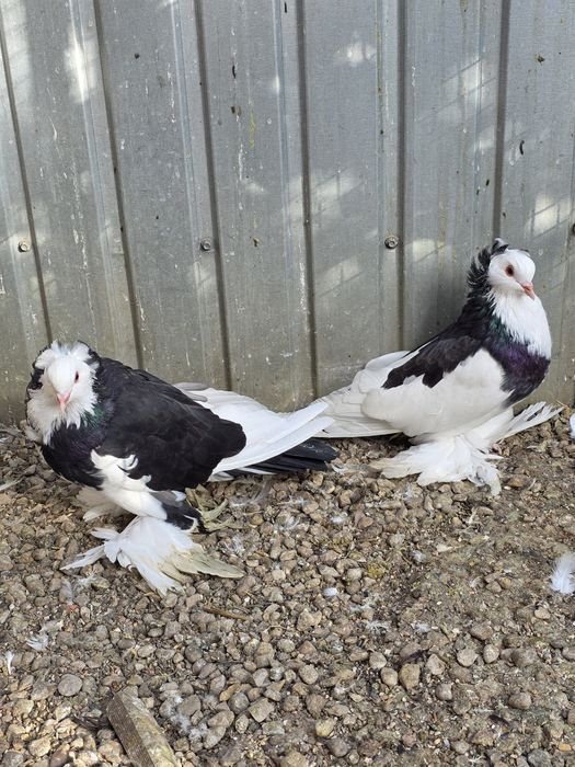 Uriasi maghiari 2025   tineri