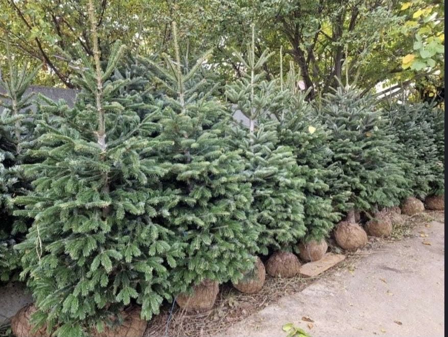 Vand brazi arginti si verzi