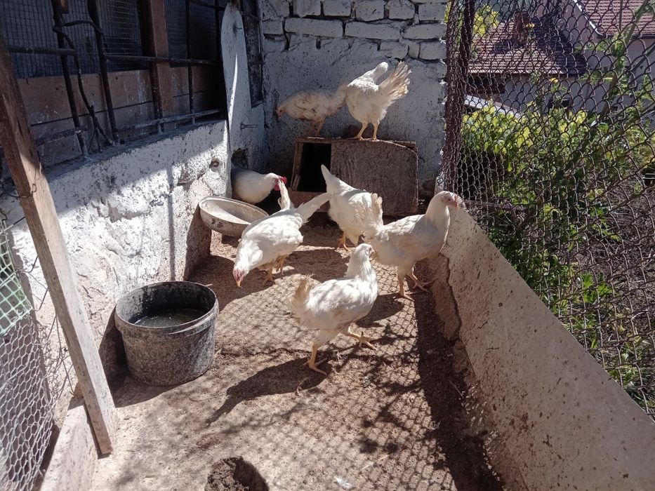 Бял Легхорн ярки на 5месеца