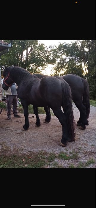 Vand manji armasari de 2 ani negri