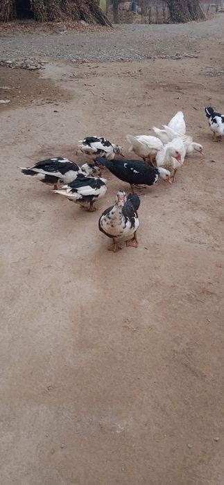 150000 soʻm kelishamiz